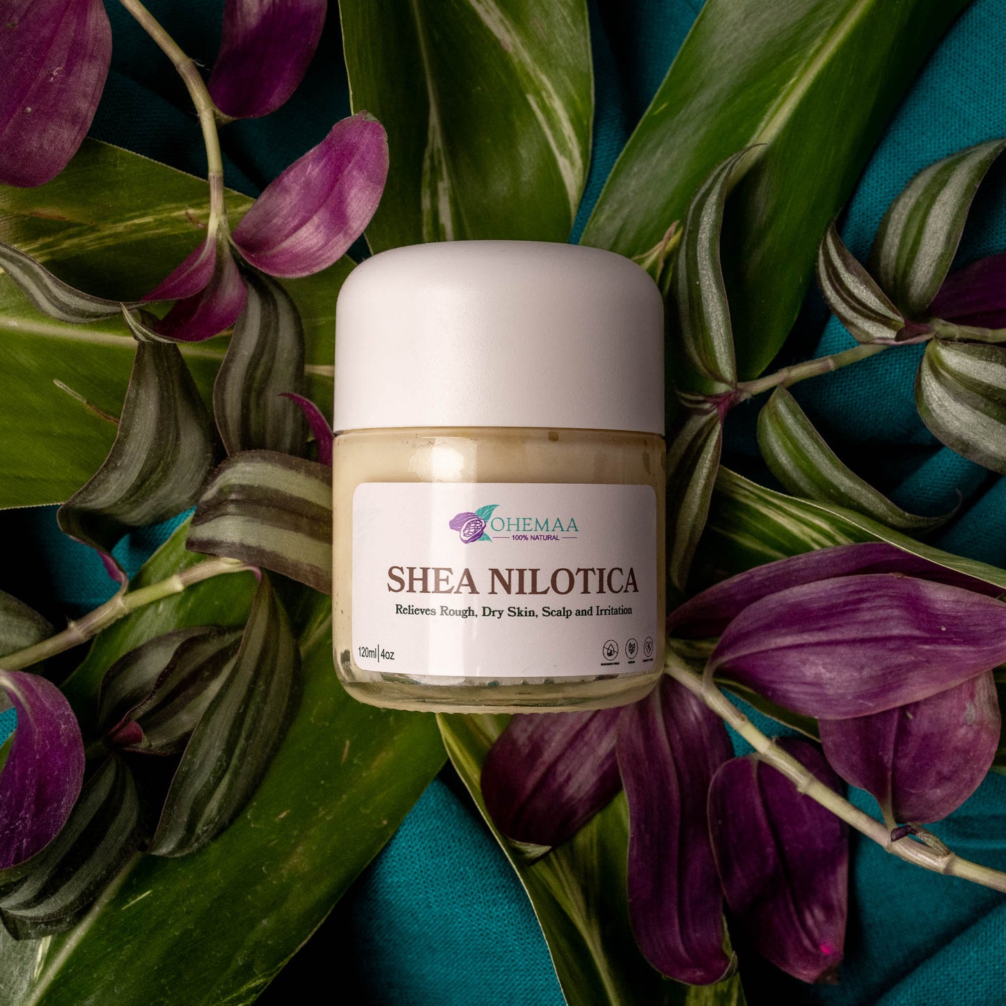 Shea Nilotica
